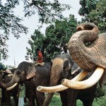 Mahouts standing with their elephants at a traditional Elephant Day celebration, Indira Gandhi National Park, Coimbatore, Tamil Nadu, India