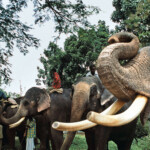 Mahouts standing with their elephants at a traditional Elephant Day celebration, Indira Gandhi National Park, Coimbatore, Tamil Nadu, India