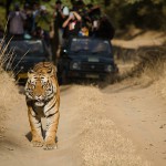 A Male Bengal Tiger marking his territory.Image taken during a tiger safari at Bandhavgarh national park in the state of Madhya Pradesh in India.Scientific name- Panthera Tigris Image Date: 10/01/2016