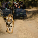 A Male Bengal Tiger marking his territory.Image taken during a tiger safari at Bandhavgarh national park in the state of Madhya Pradesh in India.Scientific name- Panthera Tigris Image Date: 10/01/2016