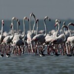 Sriharikota: A flock of migratory birds at Pulicat Lake near Sriharikota. The three-day annual Flamingo Festival 2018 at Pulicat lake and Nellapattu in Sullurpet mandal was held from Jan 08, 2018 to Jan 10, 2018 amid much fanfare. Various migratory birds including flamingos visit this part of Andhra Pradesh every year for breeding, and are treat for the eyes of bird watchers. PTI Photo by R Senthil Kumar (PTI1_14_2018_000111B)