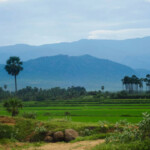 Tirunelveli is a district in Tamil Nadu surrounded by lush green fields and hills. A picturesque land that resonates the beauty of rural Tamil Nadu.