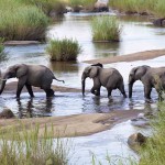 A family of three elephants crossing a river in Africa