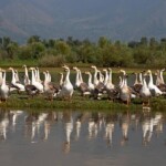 WULAR, KASHMIR, INDIA - SEPTEMBER 19: A wedge of swans are seen on the dried portion of the polluted lake on September 19, 2012 in Wular 75 km (46 miles) north of Srinagar, the summer capital of Indian administered Kashmir, India. Wular Lake, one of the largest freshwater lakes in Asia, is located in the north of Indian administered Kashmir. The Lake, which acts as a natural flood reservoir for the River Jehlum, has shrunk to about a quarter of its original size largely due to siltation from rivers feeding into the lake and human encroachments. Due to human interference, there has been severe depletion of some important endemic and endangered plants. Wular Lake looks more like a flat marshy plain than a large lake now because it is silting up rapidly due to run-off from its denuded catchment. (Photo by Yawar Nazir/Getty Images)