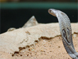 chennai-snake-amusement-park