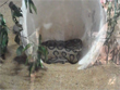 chennai-snake-amusement-theme-park