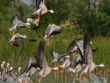 chitrangudi-bird-sanctuary-tamilnadu
