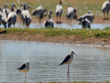 kanjirankulam-bird-sanctuary-tamilnadu