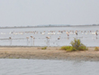point-calimere-wildlife-and-bird-sanctuary-tamilnadu