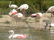 pulicat-lake-bird-sanctuary-tamilnadu