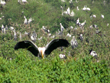 vedanthangal-bird-sanctuary-tamilnadu