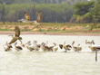 vellode-birds-sanctuary-tamilnadu