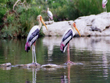 vettangudi-bird-sanctuary-tamilnadu
