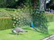 viralimalai-bird-sanctuary-tamilnadu