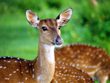 mudumalai-national-park-tamilnadu