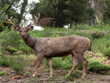 mudumalai-national-park-tamilnadu