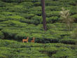 anamalai-hills-tamilnadu