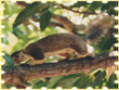 grizzled-squirrel-wildlife-sanctuary