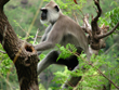 indira-gandhi-wildlife-sanctuary-and-national-park